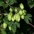 Humulus lupulus